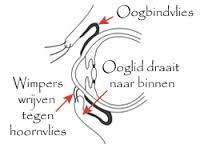 Entropion ingreep (naar binnen gedraaid ooglid)